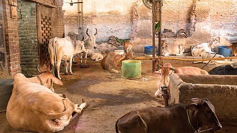 பசுக்கள் பாதுகாப்பு - Cow protection
