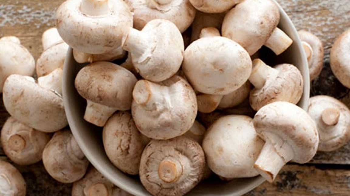 காளான் பற்றிய தகவல்களும், பயன்களும்...