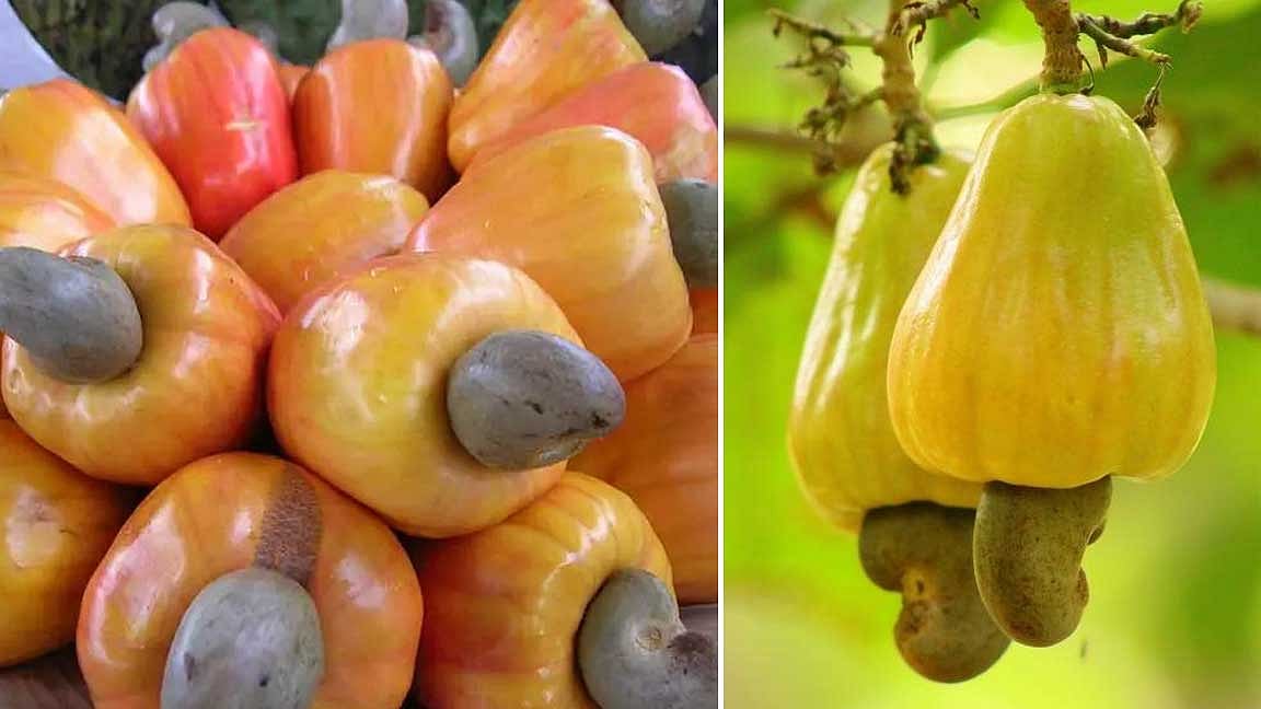 எலும்புகளின் ஆரோக்கியம் மேம்பட முந்திரி பழம்!