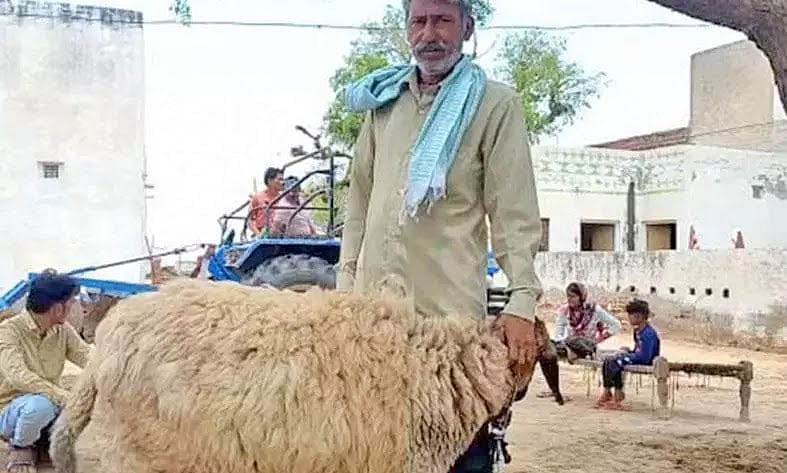 ஒரே ஒரு ஆட்டின் விலை ரூ.1 கோடியாம் எங்கே தெரியுமா