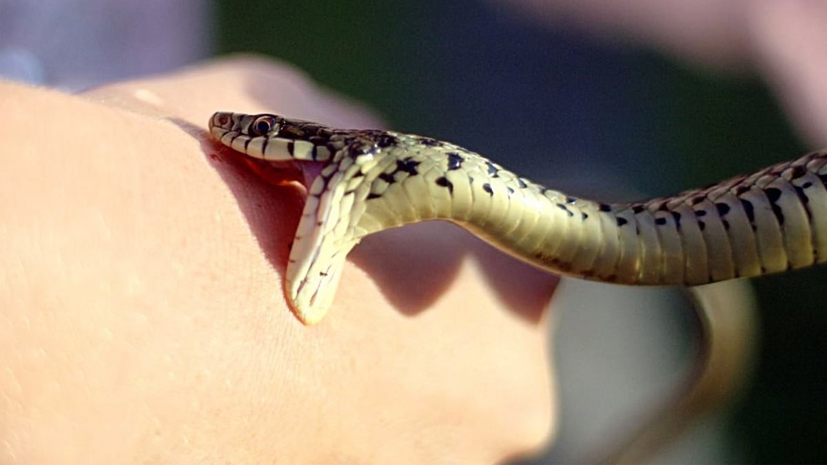 தமிழக அரசு மருத்துவமனைகளில் பாம்பு கடி மருந்துகளுக்கு தட்டுப்பாடா?