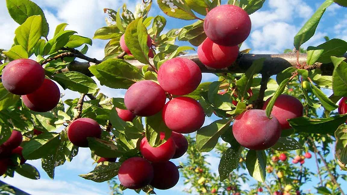 Do you know what is the fruit of women...?