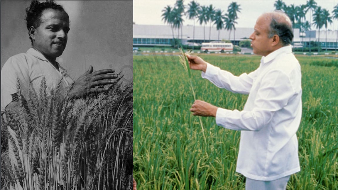 MSSRF Chief Agriculture scientist M S Swaminathan Special article ...