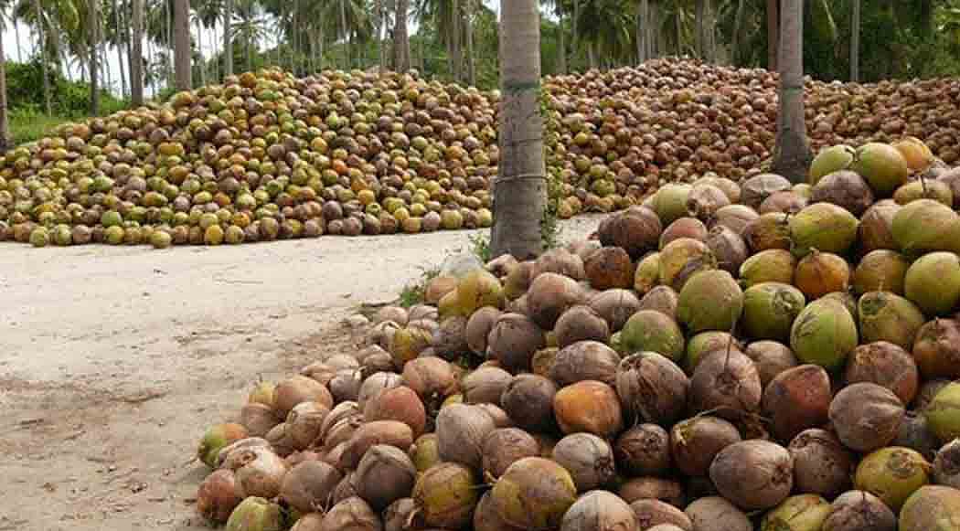 India has become the first in coconut production and a record
