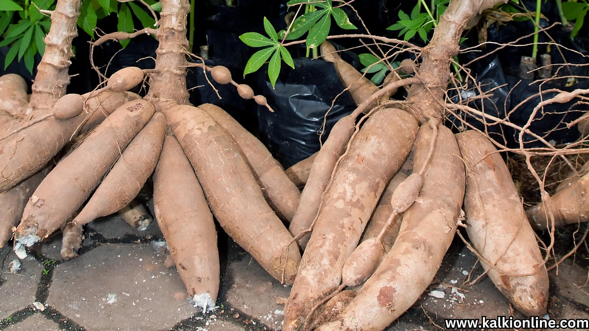 Tapioca root to protect people during wartime.