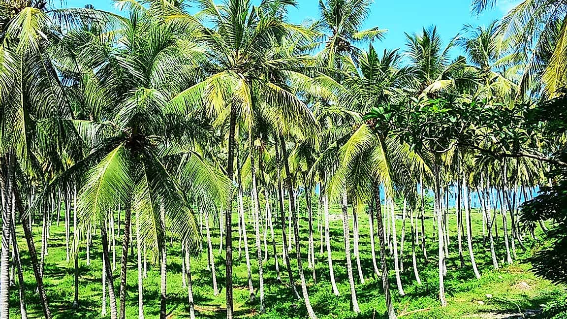 What is the government doing for coconut production? A look at coconuts ...
