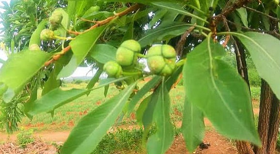 Amazing Medicinal Benefits of Manchanathi