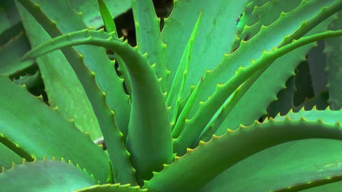 Can aloe vera be used directly on the face?