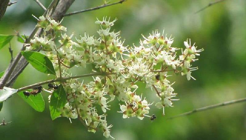 Do you know the greatness of henna flower?