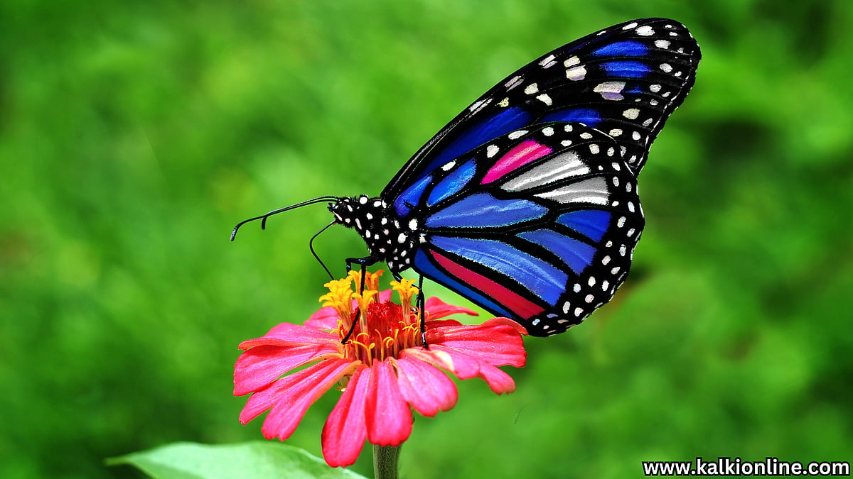 Butterfly and environment