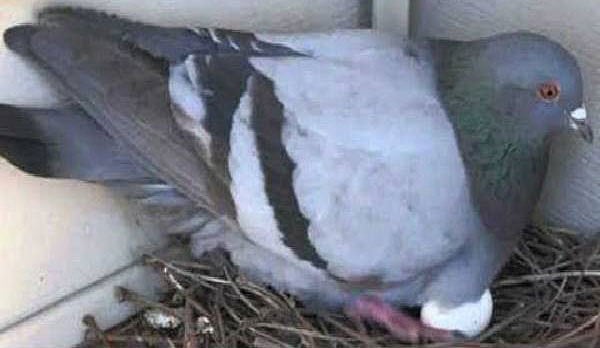 Is it lucky for pigeons to nest in houses? Unfortunate?