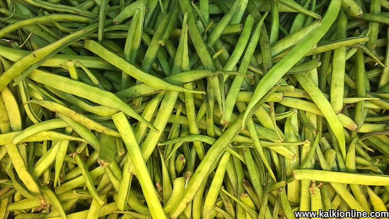 கொத்தவரங்கா பத்தி இத்தனை நாள் தெரியாம போச்சே! Kothavaranga Benefits in ...