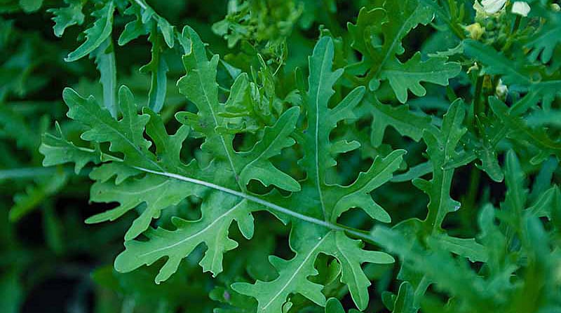 Do you know the health benefits of arugula Lettuce? அருகுலா கீரையின் ...