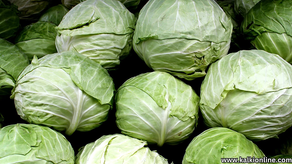 அற்புதம் செய்யும் முட்டைகோஸ் சூப்! Cabbage Soup benefits health tips tamil