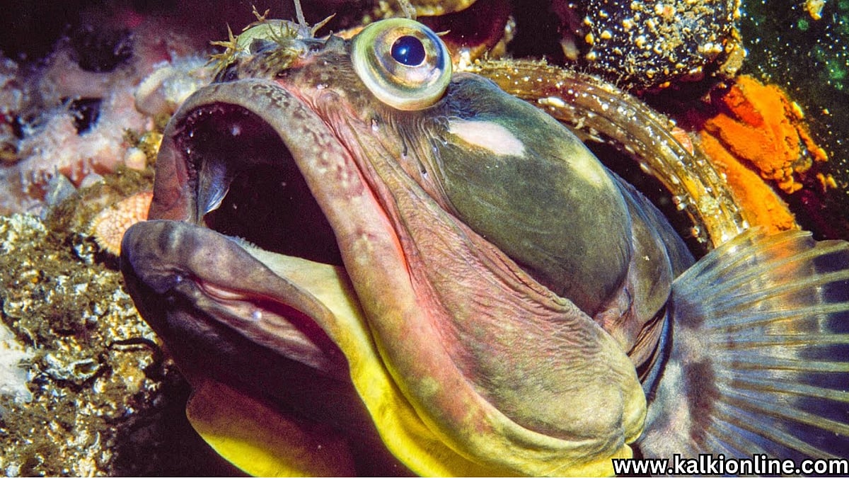 Sarcastic Fringehead Fish: பார்க்கத்தான் முரடன், ஆனால் சரியான காமெடி ...