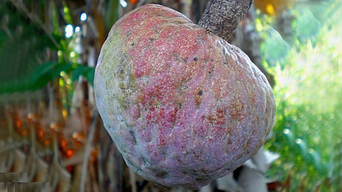 Heart-strengthening Aatha fruit இதயத்தை பலப்படுத்தும் ஆத்தாப் பழம்!