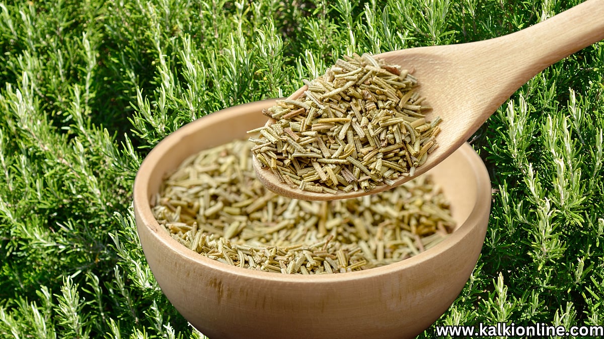 அற்புதம் செய்யும் Rosemary இலைகள்.. இது ஒன்னு போதும்! rosemary leaves