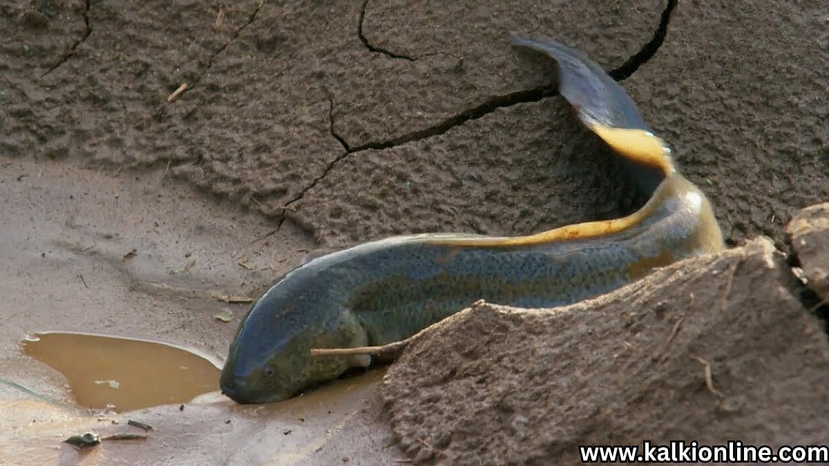 African Lungfish: 4 ஆண்டுகள் வரை உணவில்லாமல் வாழக்கூடிய அதிசய மீன் ...