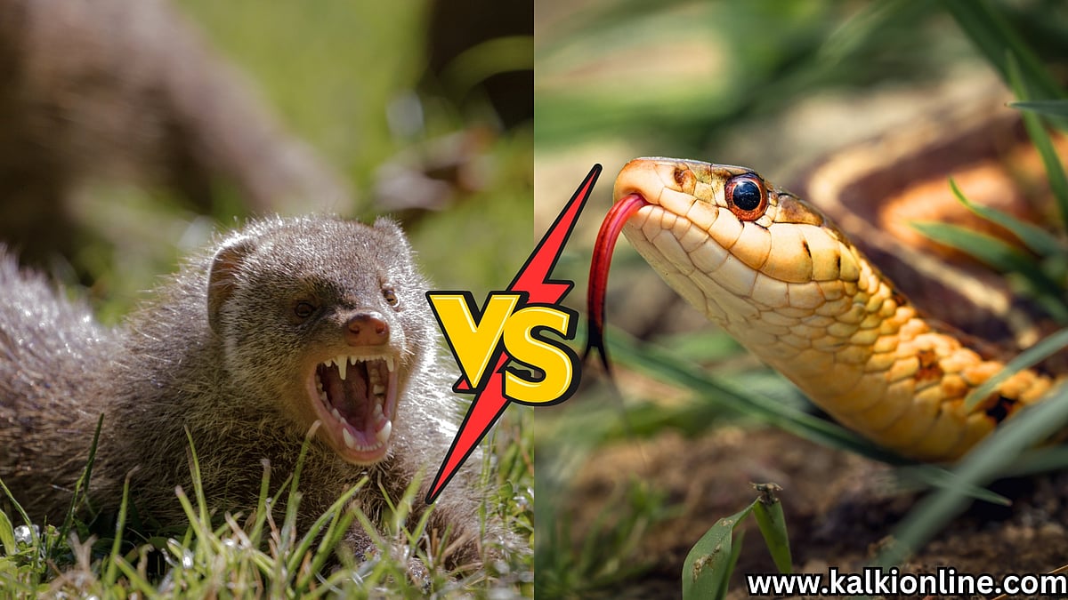 Mongoose Vs Snake: ஓ! இதனால தான் கீரிகளுக்கு பாம்புகளைக் கண்டால் ...