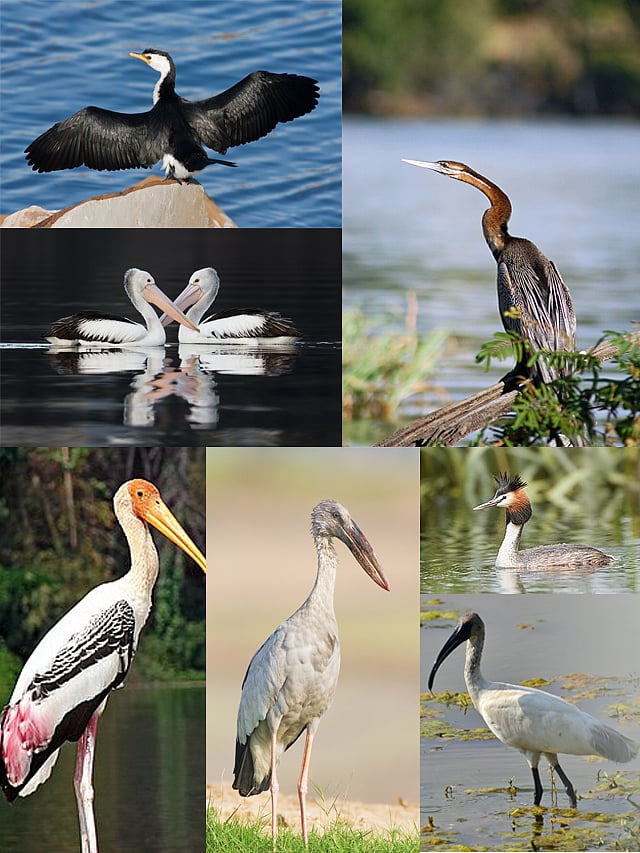 வேடந்தாங்கல் பறவைகள் சரணாலயம் - வாங்க போகலாம்...! | Vedanthangal Bird ...