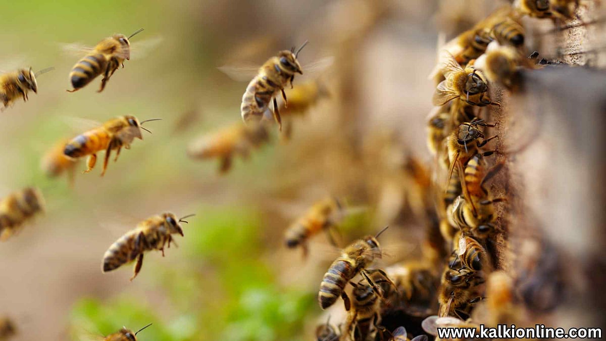 சுற்றுச்சூழலில் தேனீக்களின் பங்கு என்ன தெரியுமா? The Essential Buzz ...