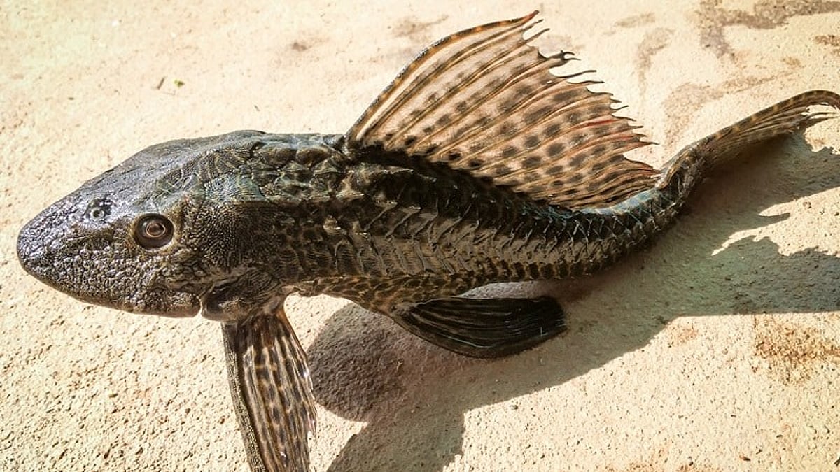 Armored Fish Examples Armored catfish: பாலைவனத்திலும் வாழும் அபூர்வ மீன்! Armored catfish: A ...