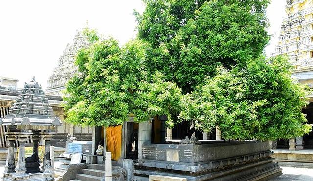 ஒரே மரத்தில் நான்கு சுவையுள்ள கனிகள் தரும் அதிசய மாமரம் உள்ள திருத்தலம் ...