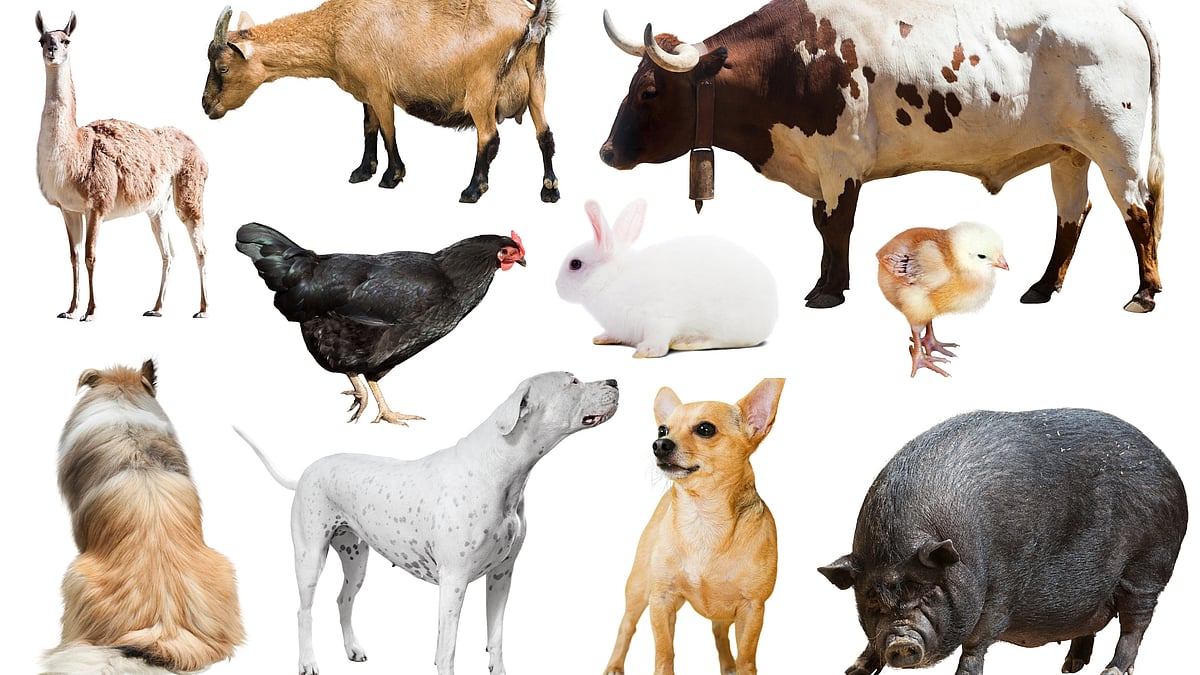 Animal Agriculture: விலங்கு விவசாயமும், சுற்றுச்சூழலும்! Animal ...
