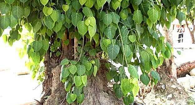 அரச மரம் வழங்கும் மருத்துவ நன்மைகளை அறிவோம்! We know the medicinal ...
