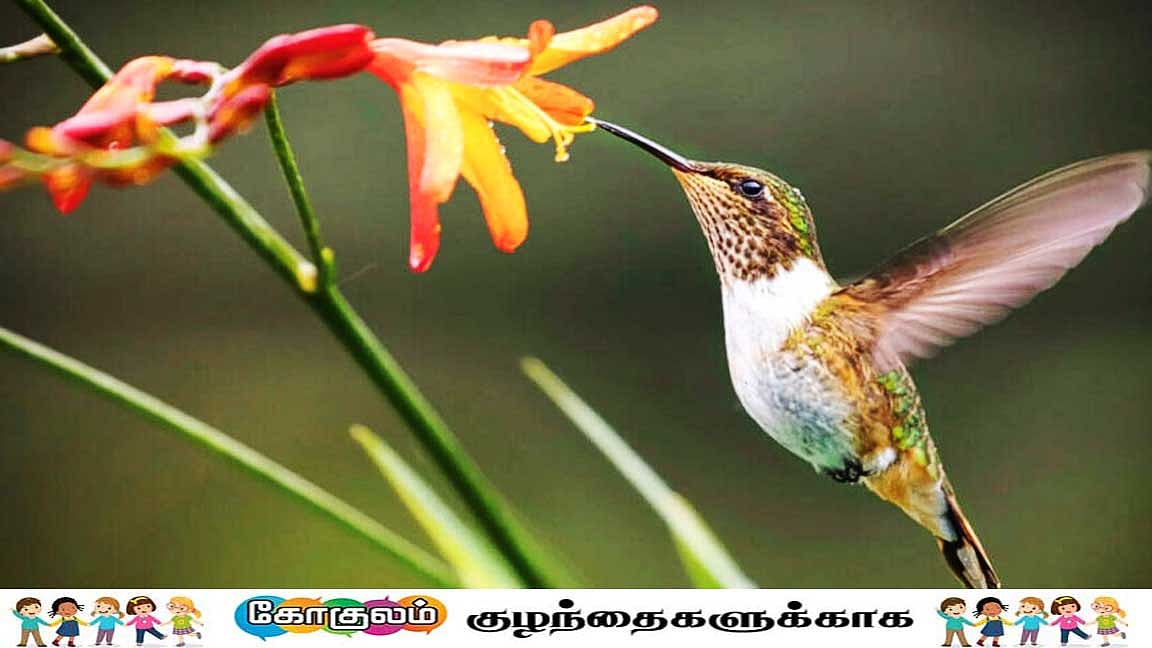 வியப்பூட்டும் ஹம்மிங் பறவைகள்! Amazing Hummingbirds!