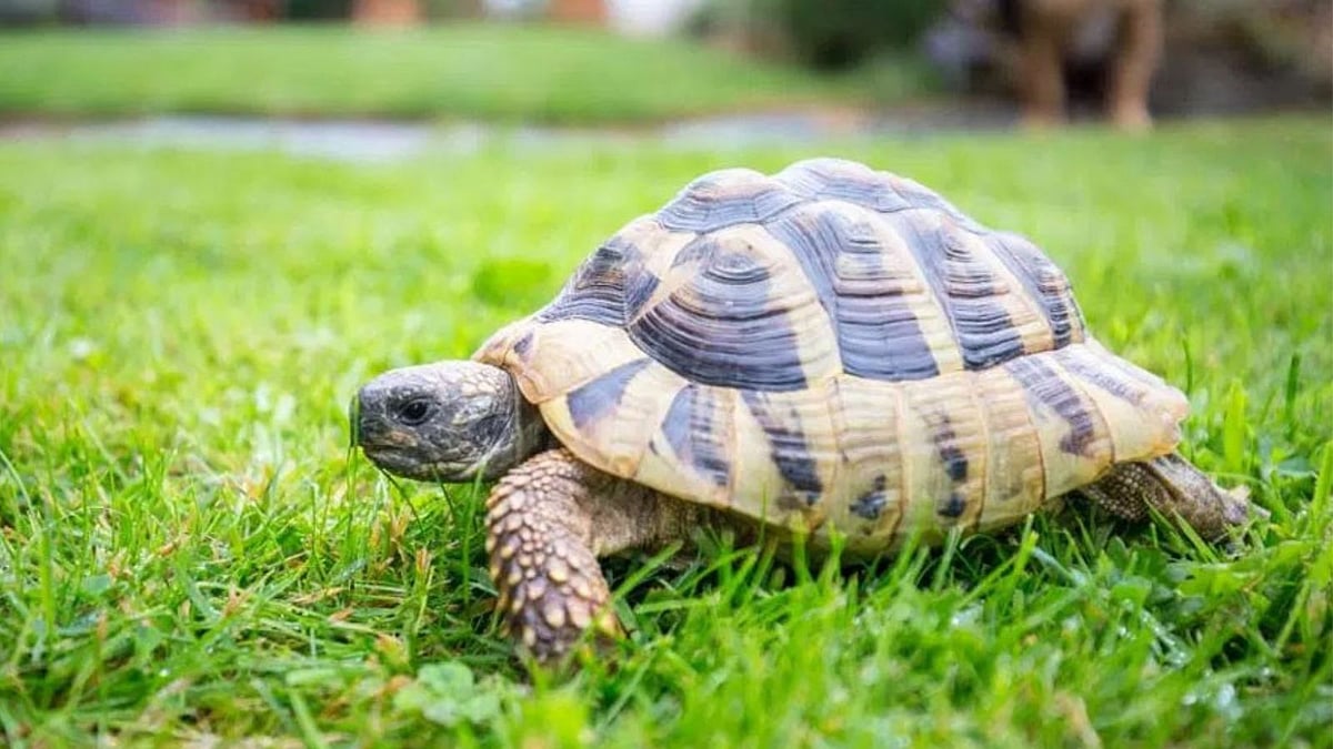 வீட்டுக்குள் ஆமை புகுவது அபசகுனம் ஆகுமா? Is it a bad omen for a turtle to  enter the house?