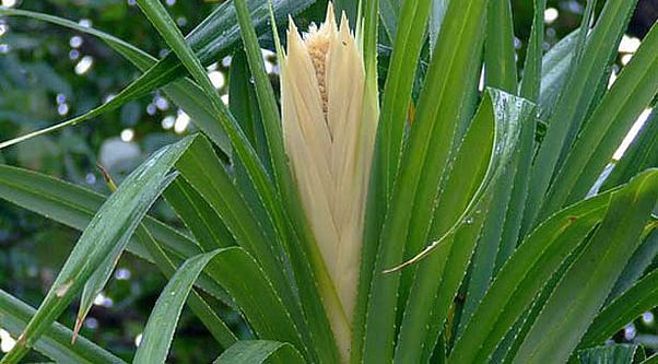 மயக்கும் வாசம் வீசும் தாழம்பூவின் மருத்துவ குணங்கள்! Medicinal ...