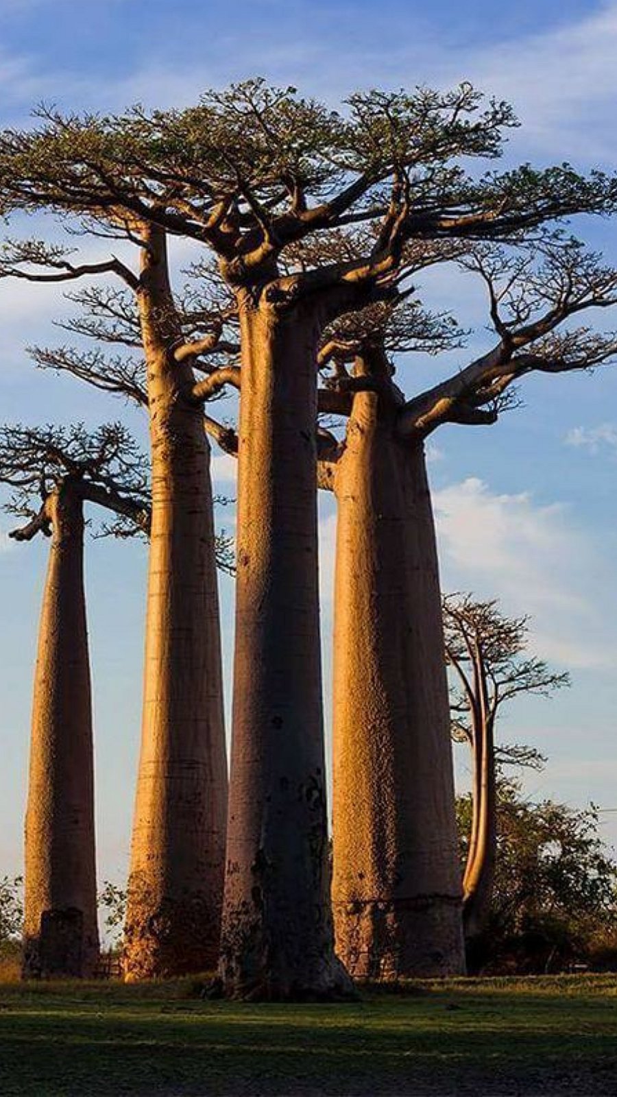 ஆப்பிரிக்க மக்களின் ஜீவ விருட்சம்... Baobab Tree in Africa...