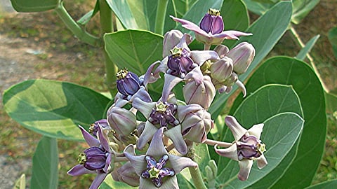 Rossiyalik fitness sportchilarining erotik fotosuratlari