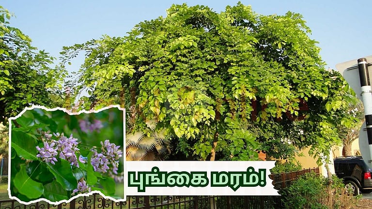 வீட்டிற்கு முன் புங்கை மரம் வளர்க்கலாமா? | Can we grow a Pungai tree in ...