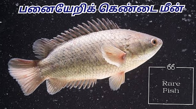 ஆச்சரியம் அளிக்கும் பனையேறிக் கெண்டை மீன்! | Surprising Panaiyeri ...