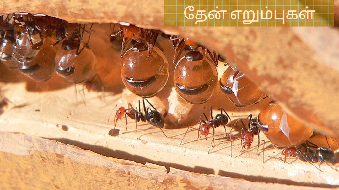 தேன் எறும்புகள் பற்றி அறிந்து கொள்வோமா! | Let's learn about honey ants!
