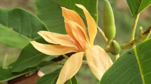 வீட்டில் செல்வ வளத்தை அதிகரிக்கச் செய்யும் செண்பகப் பூ! Shenbaga flower ...