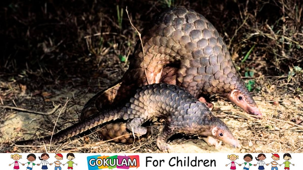 Pangolin: The Scaly Mammal!