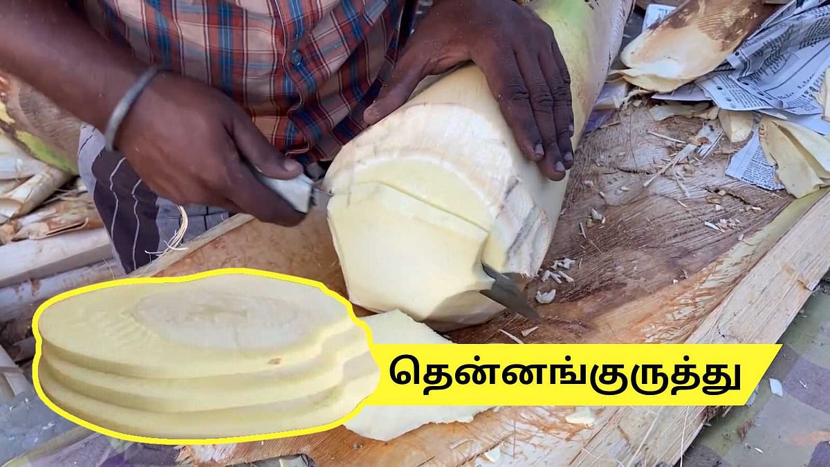 பல நோய்களை தீர்க்கும் அற்புத மருந்து இந்த குருத்து! | This coconut stem ...