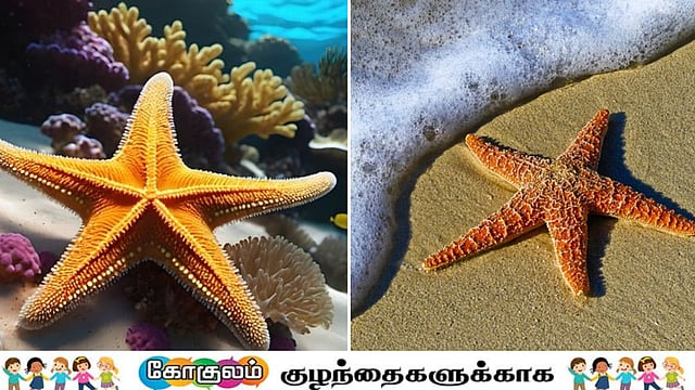 விநோதமான கடல்வாழ் உயிரினம் - நட்சத்திர மீன்களைப் பற்றித் தெரிந்து ...