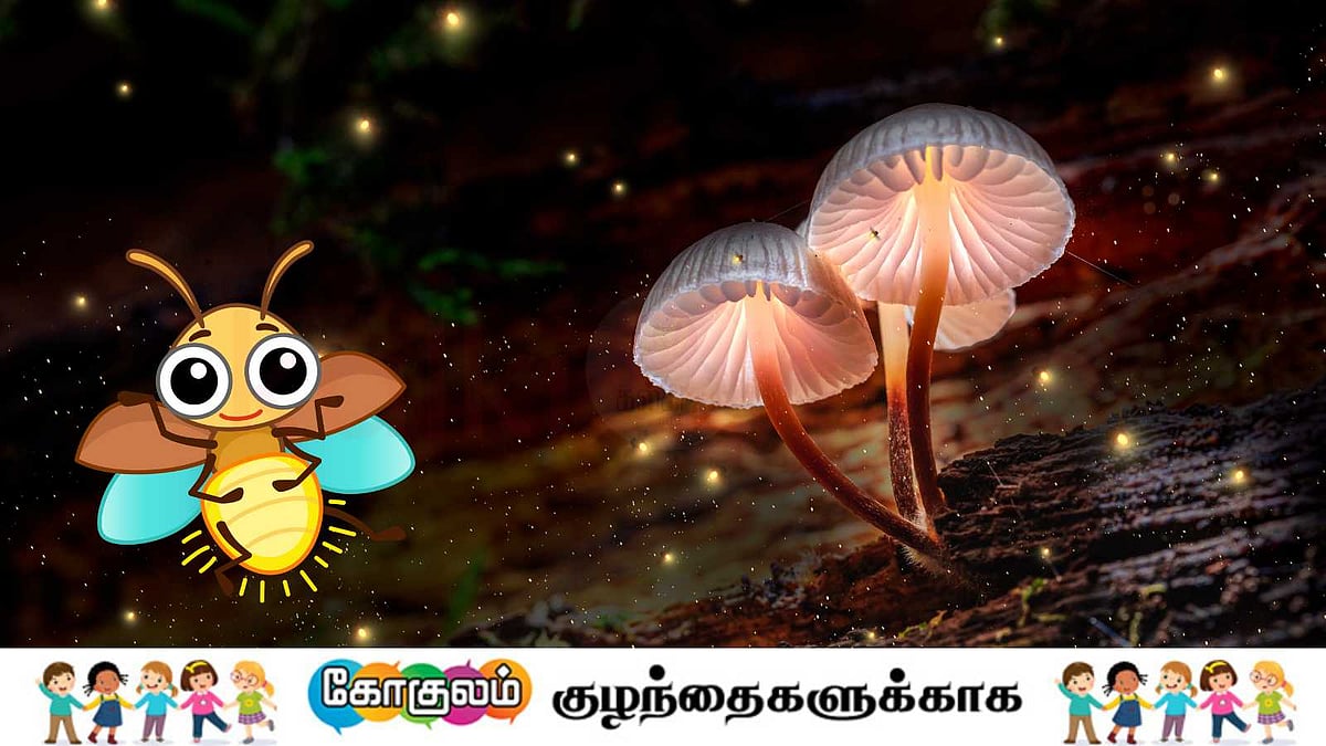 இரவில் மின்மினி பூச்சிகள் மின்னுவது எதனால் தெரியுமா?