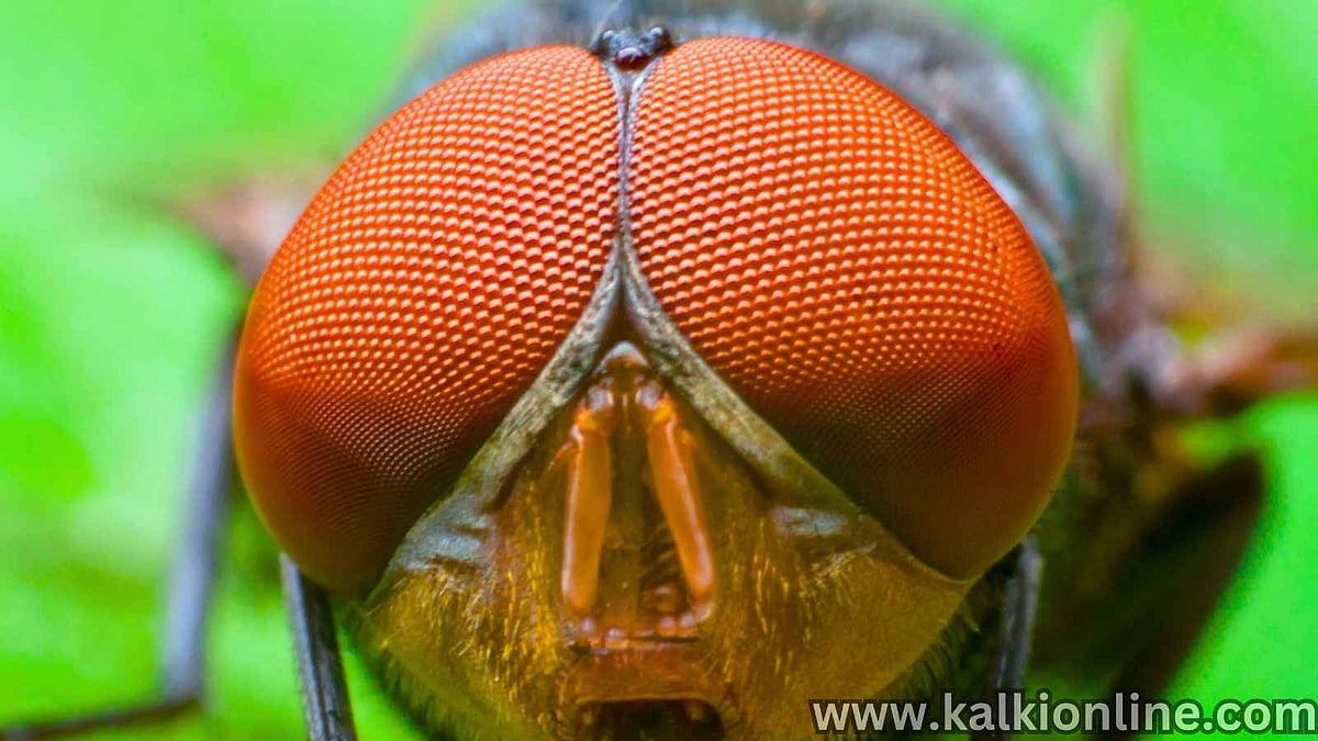 Compound eyes of insects