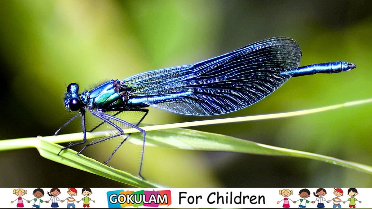 The Blue Dragonfly - An Amazing Rare Insect