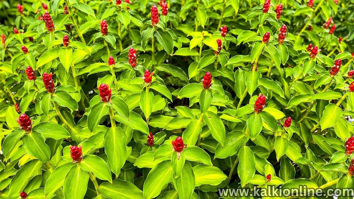 ரத்த சர்க்கரையைக் குறைக்கும் இன்சுலின் இலை பற்றி தெரியுமா? Costus ...