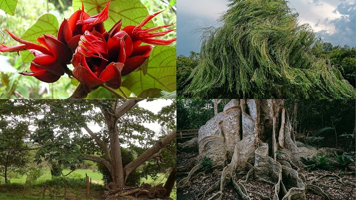 உலகின் மிகச் சிறிய மரம் எது? வித்தியாசமான இந்த ஐந்து மரங்கள் பற்றி ...