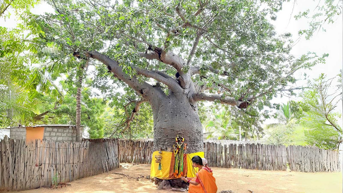 உலகின் அதிசயமாக விளங்கும் பொந்தன் புளி மரம்!