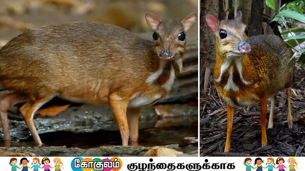 அபூர்வமான சருகுமான்களைப் Mouse deer பற்றித் தெரிந்து கொள்ளுவோமா குட்டீஸ்!