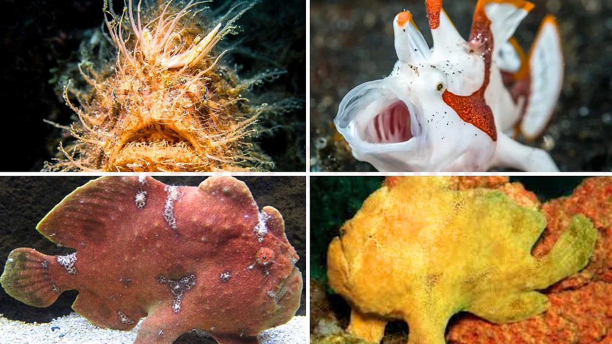 The strange 'frog fish' இந்தோனேசியாவின் விசித்திர 'தவளை மீன்கள்' - மிரள ...