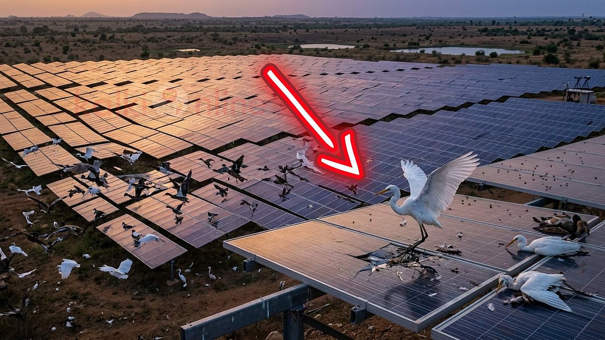 ஏரி என நினைத்து சோலார் பேனலில் மோதும் பறவைகள்! solar-panels-killing-birds